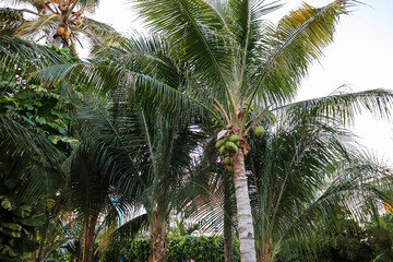 Obraz premium Travel to an Aruba resort by the ocean