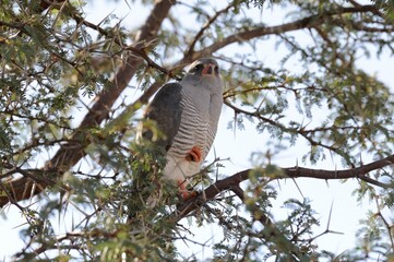 GABAR GOSHAWK, hunting from the cover of a camelthorn tree, kgalagadi, south africa - 597011406