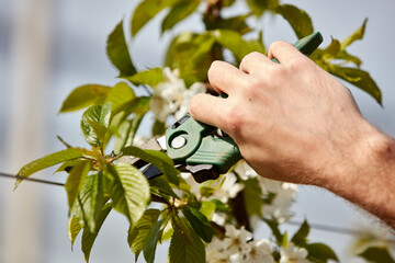 Farmer pruning cherry trees and branches of young trees during blossom in spring.