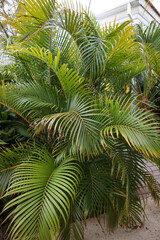 Travel to an Aruba resort by the ocean