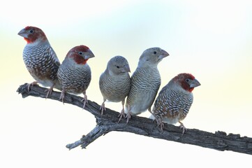 REDHEADED FINCH  (Amadina erythrocephala), kgalagadi, south africa. 