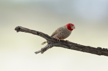 REDHEADED FINCH  (Amadina erythrocephala), kgalagadi, south africa. 