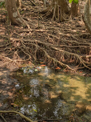 Streams in the forest. Roots of the mangroves. which is a conservation forest is the water source of living things Suitable for traveling, learning about nature and preserving the environment.