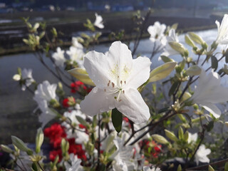close-up royal azalea blossoms . white  royal azalea blossoms . 