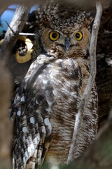 SPOTTED EAGLE OWL, KGALAGADI, SOUTH AFRICA
