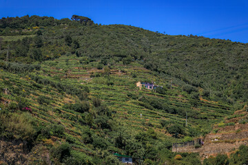 Fototapeta na wymiar Terraced vineyards on the hillside in Vernazza, village in Cinque Terre, Italy