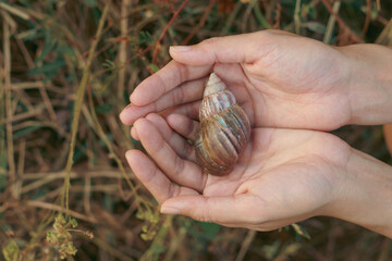 Overhead view of hands cradling a snail symbolizing memento mori, life, rebirth, slow living and...
