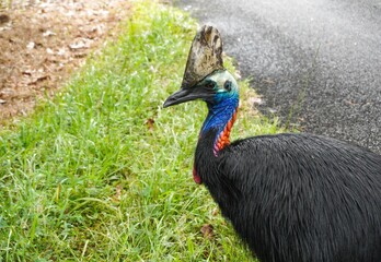 Southern Cassowary 