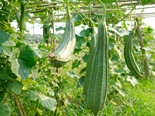 growth stages of ridge gourd.organic rooftop terrace gardening.organic vegetable terrace garden.