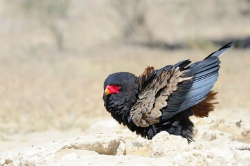 BATALEUR EAGLE  aka short tailed eagle. drinking at desert waterhole - 597014057