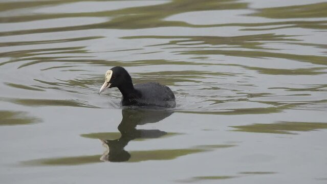 Eurasian or Common or Australian Coot (Fulica atra). Coot quickly swims along thickets of green shoots of cattail in search of food. Beautiful closeup video