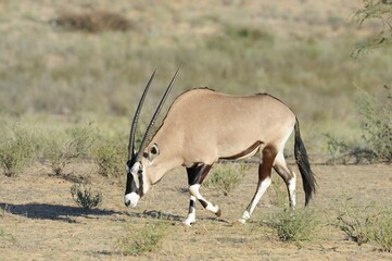 GEMSBUCK  aka gemsbok, (Oryx gazella)   iconic antelope of the kalahari and arid western parts of southern africa.  - 597014884