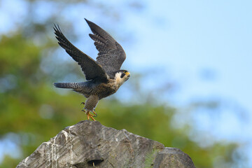 Peregrine Falcon,  