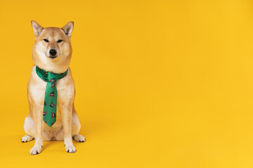 Shiba Inu cute dog on yellow background