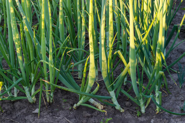 Green onion growing on a field, fragment close-up