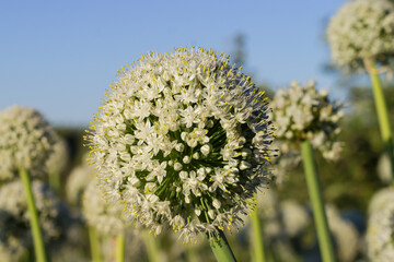 Single inflorescence of the onion on field in evening light
