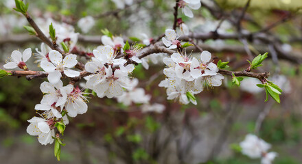 Branch of blooming ornamental cherry tree on a blurred background