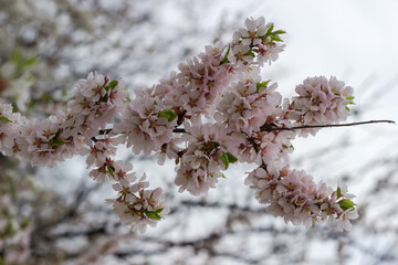 Branch of blooming ornamental cherry tree on a blurred background