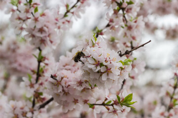 Blooming ornamental cherry tree branch with bee on blurred background