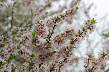 Branches of blooming ornamental cherry tree on a blurred background