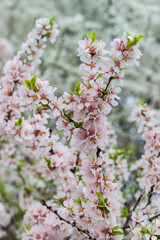 Obraz premium Branch of blooming ornamental cherry tree on a blurred background