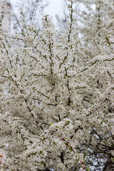 Blooming ornamental cherry tree, fragment close-up in selective focus