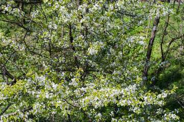 Blooming wild cherry in forest on a blurred background