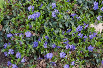 Blooming wild vinca in the spring forest in overcast weather
