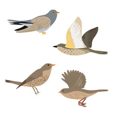 Birds in different poses on a white background