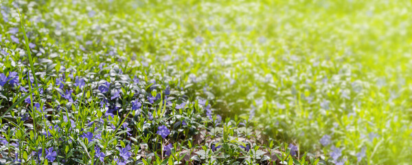 Glade overgrown with blooming vinca in morning forest, selective focus