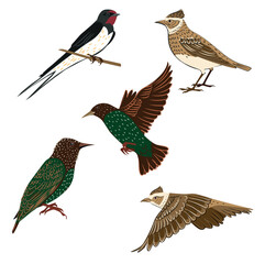 A swallow, a thrush and a rook in different positions on a white background
