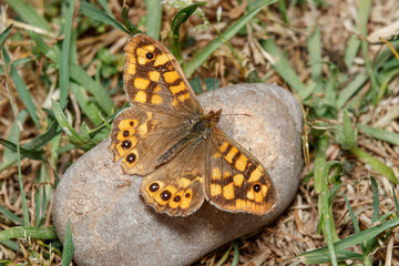 Obraz premium Speckled wood butterfly, Pararge aegeria, resting on a stone on a sunny day