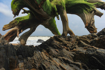 Picturesque driftwood on the rocky shore of the Atlantic Ocean.