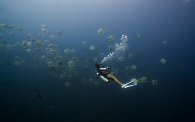 scuba diver in the sea with a school of large Bat fish - from Thailand -side view 