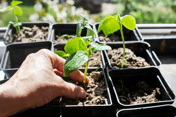 plant cucumber seedlings in disposable pots before planting. home garden