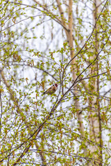 The new growth of birch tree branches as springtime natural background. The goldfinch is on branch.