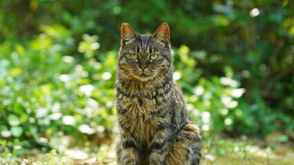 One adorable wild cat sitting in the garden for resting