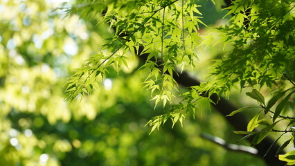 The fresh new leaves full of the trees in spring