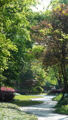 The fresh new leaves full of the trees in spring