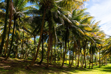 Plantation of tall palm trees with coconuts in garden near Le Morne Rouge and Saint Pierre on...