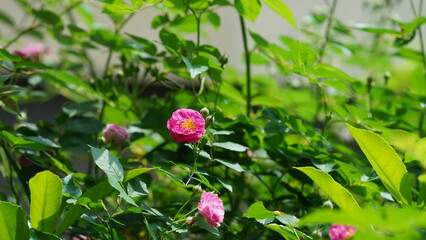 The beautiful flowers blooming in the garden in spring with the warm sunlight