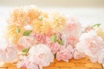 カーネーションのお花の壁紙