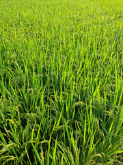 close up summer Green rice field.