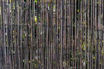 Obraz premium Decorative fence made of straw, bamboo. Rustic fence made of dry bamboo. 