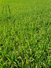 close up summer Green rice field.
