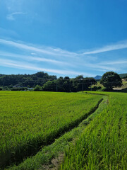 Fototapeta na wymiar summer green rice field. Rural landscape.