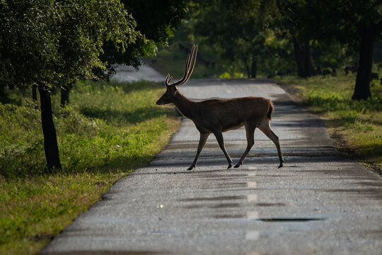 A lone javan rusa rusa timorensis crossing the road on bekol savanna inside baluran National Park with bokeh background 