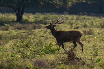 A lone javan rusa rusa timorensis crossing the bekol savanna inside baluran National Park with bokeh background 