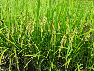 close up summer Green rice field.