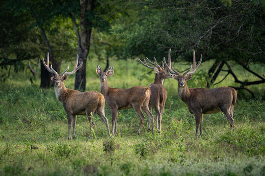 A group of javan rusa rusa timorensis on bekol savanna inside baluran National Park with bokeh background 